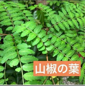 山椒の葉☆木の芽☆無農薬