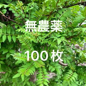 山椒の葉　無農薬　100枚