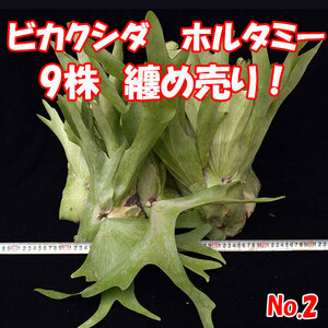 [9 stock .. sale ] staghorn fern ho rutami-( mountain ..) P.holttumii Wild No.2