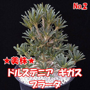 【美株】ドルステニア　ギガス　ブラータ　【Dorstenia gigas f. bullata】 　サボテン　多肉植物　挿し木　No.2