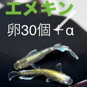 値下げ中！　エメキン　マリアージュキッシングワイドフィン　エメラルドフィンタイプ　卵30個＋α（垂水様直系）