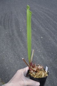 【食虫植物】　割りとレア！Sarracenia × Moorei Wilkerson White Knight, MK H211