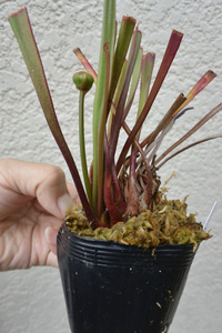 【食虫植物】　Sarracenia minor Okefenokee, JCPS