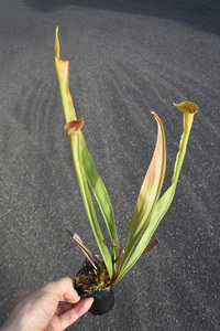 【食虫植物】　Sarracenia alata Deep Maroon Throat, ex Welham , CK