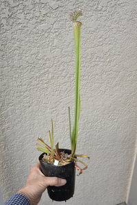 【食虫植物】　大人気レウコのひとつ！ Sarracenia leucophylla Red Stripe Throat, Cedric