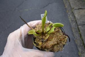 【食虫植物】　Dionaea muscipula Creeping Deeth, CK