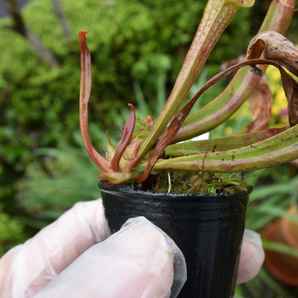 【食虫植物】 Sarracenia x Hummer Hammerhead, MK H101の画像2