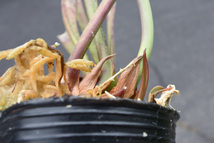 【食虫植物】　Sarracenia leucophylla Pubescent form, Citronelle, AL, (W), MK L38_画像2
