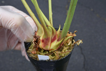 【食虫植物】　Sarracenia x Brooks Hybrid, ex Marston Exotics, Cedric_画像2