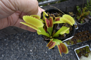 【食虫植物】　Dionaea muscipula Saw Tooth, BCP