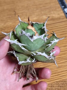 良形【アガベ チタノタ 烈焔】agave titanota LBP 