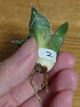 【アガベチタノタ 皮下丘/鬼爪 】 2 アガベ チタノタ agave titanota LBP _画像5