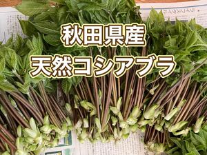 秋田県産　天然コシアブラ　200g 無選別大きめ