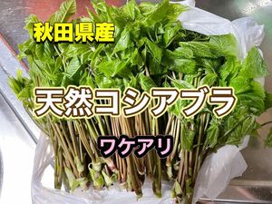 秋田県産　天然コシアブラ　200g 無選別　大きめ