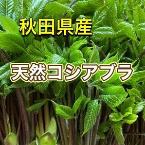 ワケアリ　秋田県産　天然コシアブラ　200g 無選別