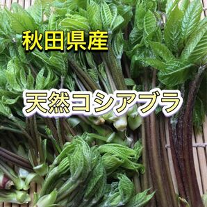 秋田県産　天然コシアブラ　200g 無選別