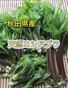 秋田県産　天然コシアブラ　150g