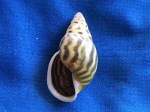 貝標本インドネシアンアンフ属Amphidromus oscitans 稲妻模様の綺麗なカタツムリ