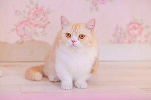 即決 フリー画像 １円即決 画像データ 相互評価 送料無料 猫 かわいい　No.0002