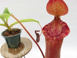 N.(ventricosa × sibuyanensis)× TM EPH-4-105-1 オス 2.5号【現品限り】ネペンテス 食虫植物_15103