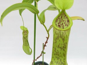 N.spathulata × hamata BE-3717 3号【現品限り】ネペンテス 食虫植物_15114