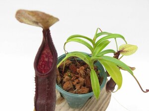 N.singalana BE-3170 2.5号【現品限り】ネペンテス 食虫植物_15123