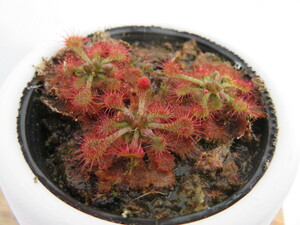 Drosera Spathulata Taiwan２号【複数株】丸鉢付き 人気品種！食虫植物　ドロセラ　スパスラタ