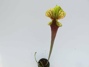 S.flava var .rubricorphora ,Red Tube Green Lid Old clone CK 3.5号【現品限り】サラセニア 食虫植物_15150