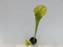 S.alata HFC No.10 3号【現品限り】サラセニア 食虫植物_15139_画像1