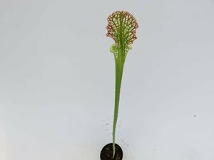 S.leucophylla 一正園 3号【現品限り】サラセニア 食虫植物_15144