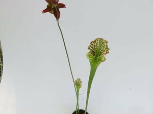 S.leucophylla 一正園 4号【現品限り】サラセニア 食虫植物_15160