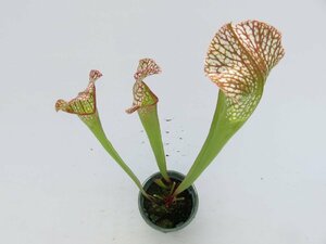 S.エドジマン 3号【現品限り】サラセニア 食虫植物_15154