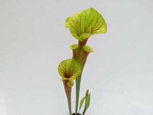 S.flava var,rubricorpora Red Tube Green Lid(lggy) Carnivrous And More 4号【現品限り】サラセニア 食虫植物_15171