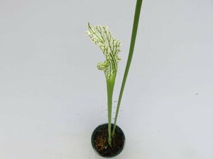 S.leucophylla,White Pitcher,Fine Red Veining,Citroelle,Al,MK L15 3.5号【現品限り】サラセニア 食虫植物_15175