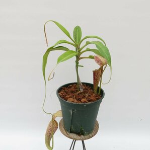 N.rafflesiana dark black オス Endo 5号【現品限り】ネペンテス 食虫植物_15096の画像3