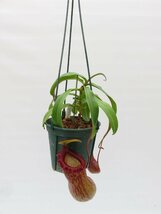 N.(ventricosa × sibuyanensis)× burkei 吊り手付き 5号【現品限り】ネペンテス 食虫植物_15134_画像2