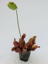 S.purpurea seed Grown 4号【現品限り】サラセニア 食虫植物_15181_画像3