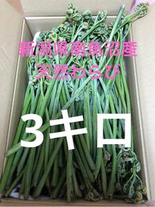 わらび3キロ 蕨　山菜　産地直送野菜　新潟県南魚沼産