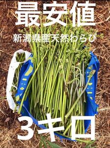 わらび3キロ 蕨　山菜　産地直送野菜　新潟県南魚沼産