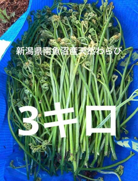 わらび3キロ 蕨　山菜　産地直送野菜　新潟県南魚沼産 ワラビ