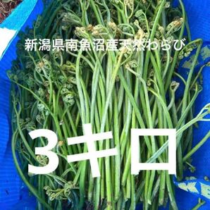 わらび3キロ 蕨　山菜　産地直送野菜　新潟県南魚沼産 ワラビ