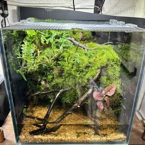 *me Dakar * newt breeding . recommended!!kokelium* terrarium final product *