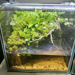 *me Dakar * newt breeding . recommended!!kokelium* terrarium final product *