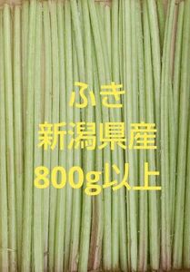  山ふき　新潟県産　800g以上