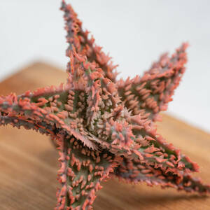 Aloe hybrid ( aloe hybrid ) _No.5