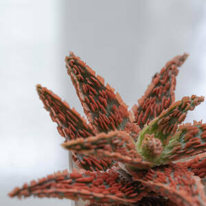 Aloe hybrid ( aloe hybrid ) _No.19