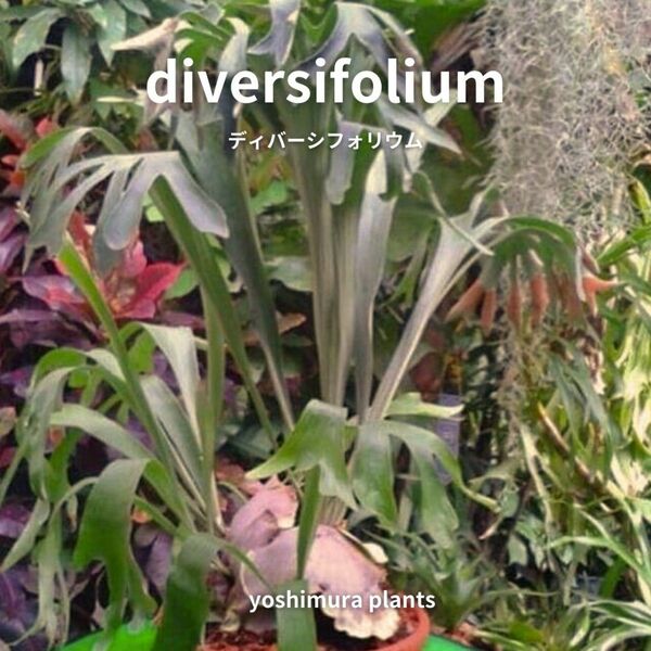 [胞子] diversifolium ディバーシフォリウム　ビカクシダ 