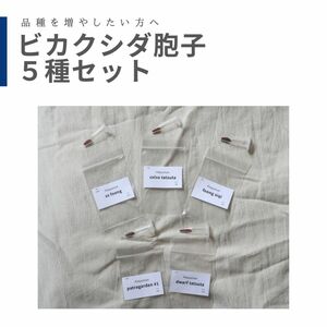 ビカクシダ胞子　5種セット