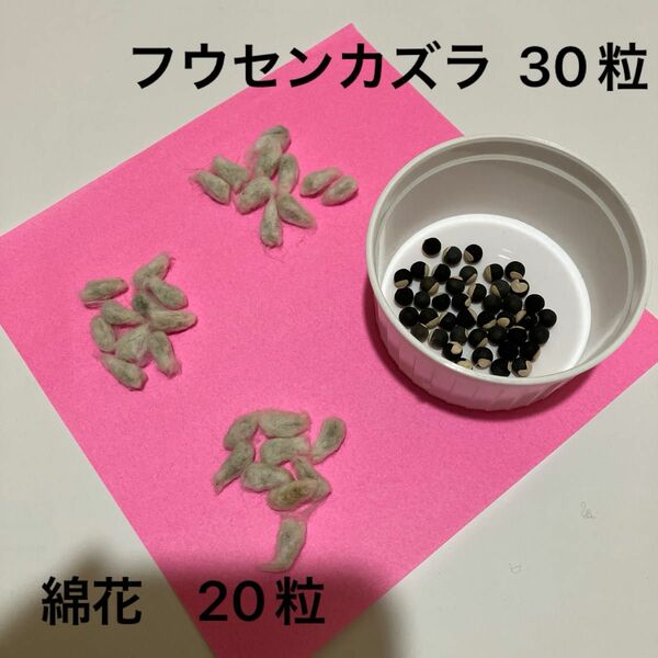 フウセンカズラ 30粒　& 綿花　20粒