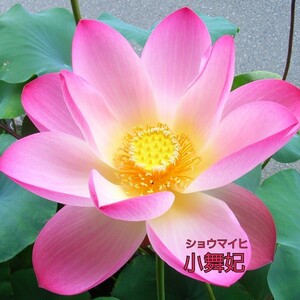 ☆花蓮　花ハス　小舞妃（ショウマイヒ）蓮根　２本セット　速達郵便